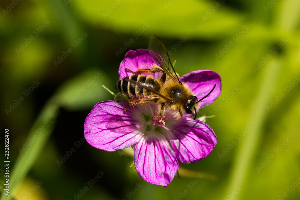 Bienen Bienen