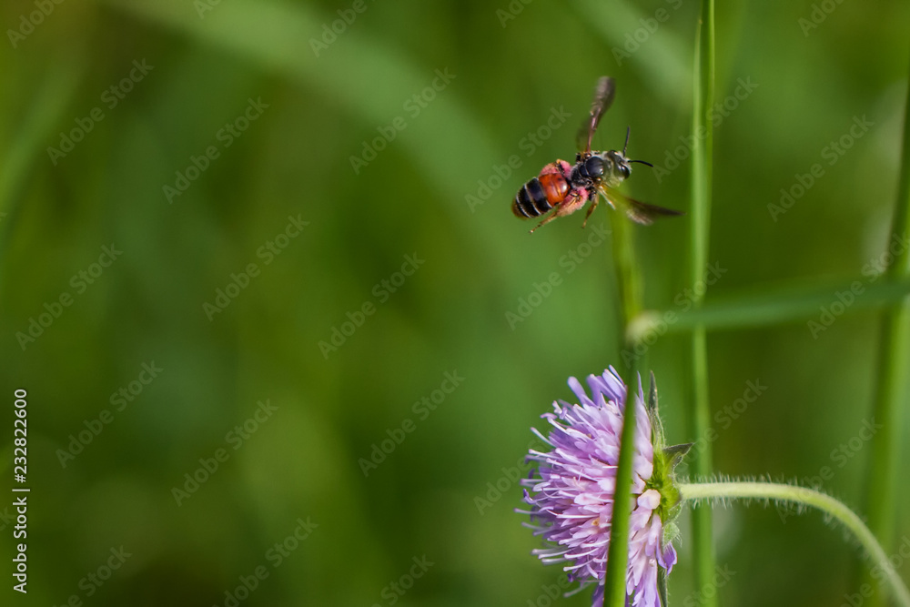 Fototapeta premium Bienen