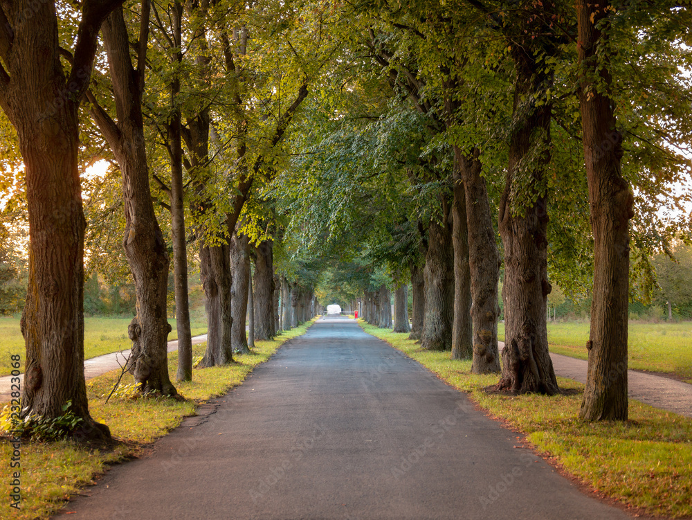 Image of avenue with trees and empty road in autumn
