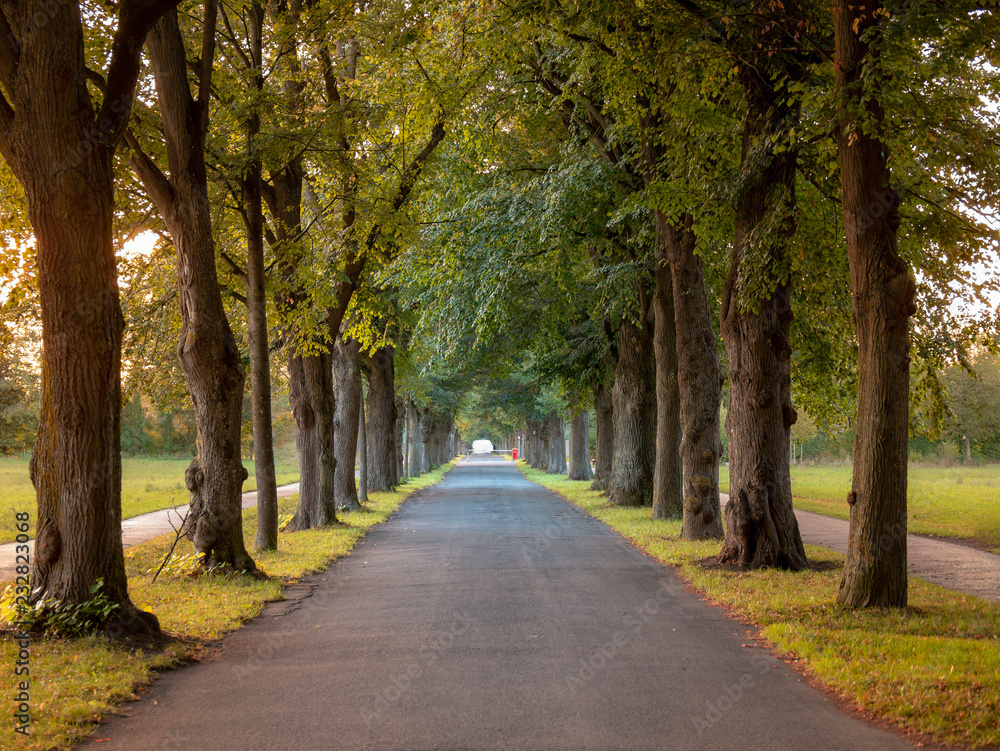Image of avenue with trees and empty road in autumn Image of avenue with trees and empty road in autumn