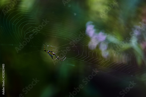 A spider on the web