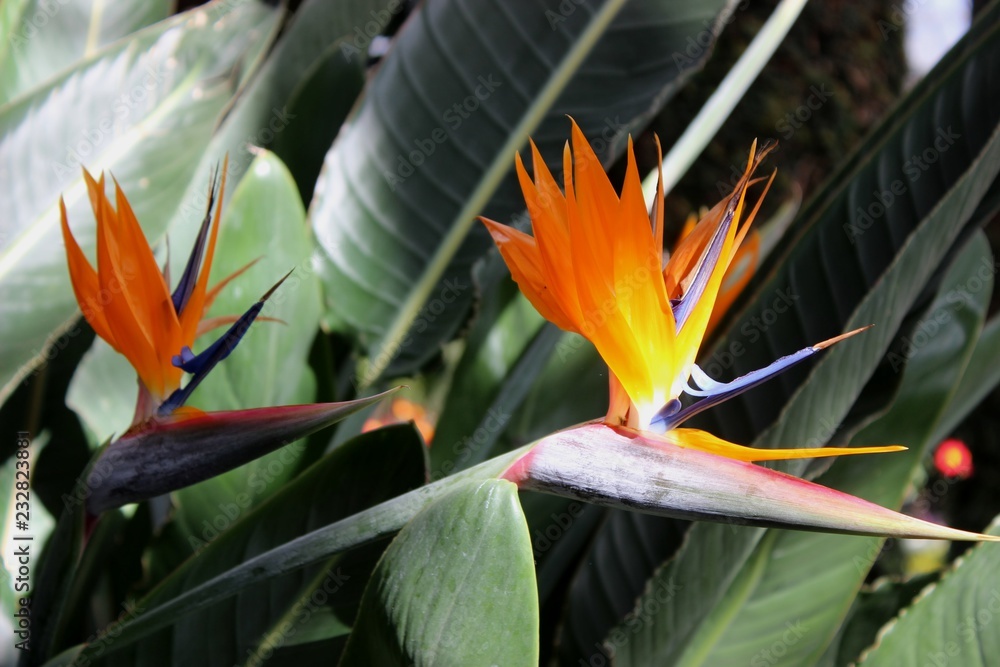 Fototapeta premium BIRD OF PARADISE BLOOMS