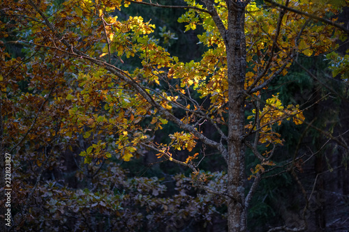 forest details in late autumn at countryside