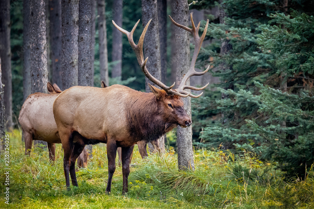 Dominant Elk bull during the rut season in Jasper National Park, Alberta, Canada