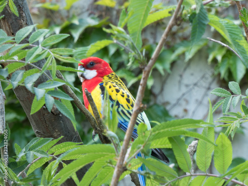 Bunter Wellensittich zwischen Ästen im Zoo.