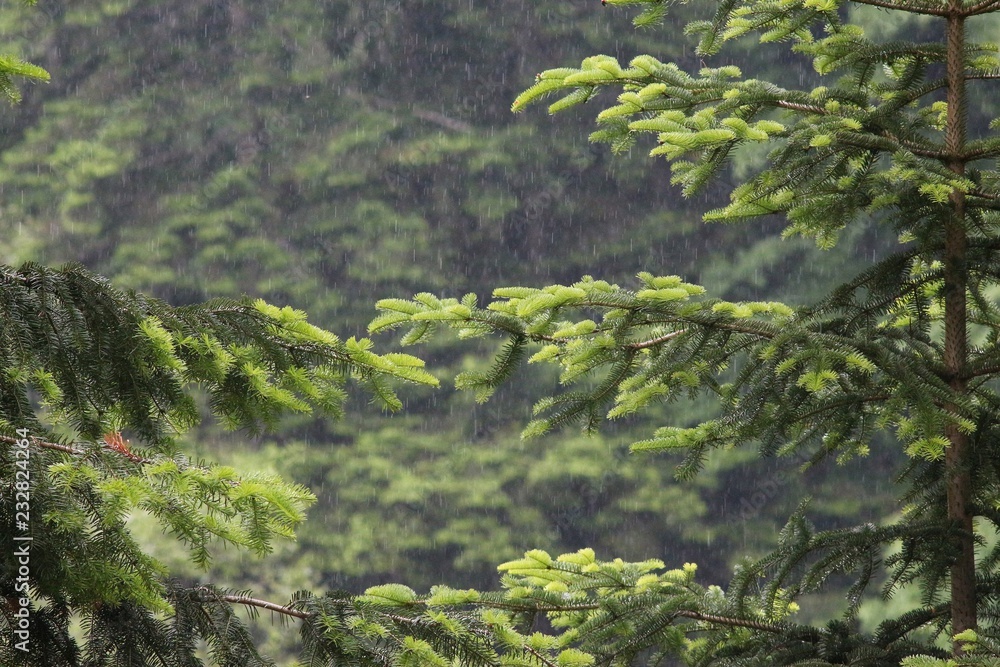 Mountain nature in summer Mountain nature in summer