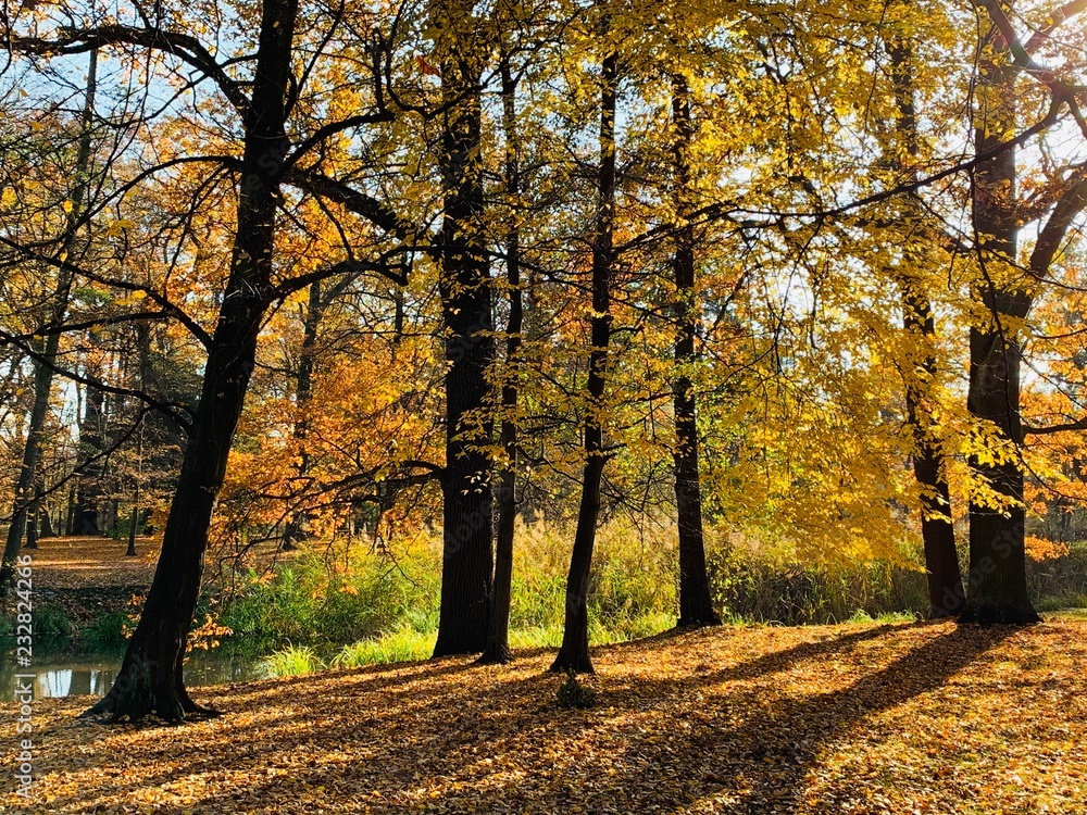 Beautiful lightning in trees in fall time