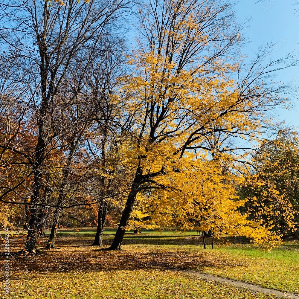 Beautiful lightning in trees in fall time Beautiful lightning in trees in fall time