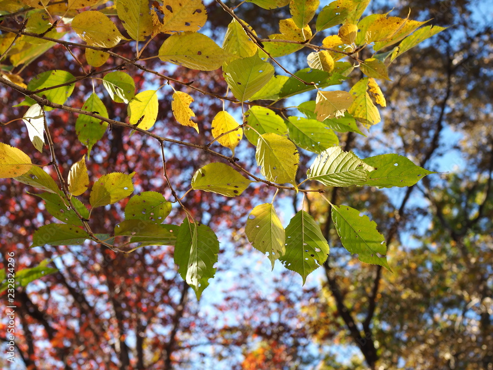 Obraz premium beautiful foliage with intense background