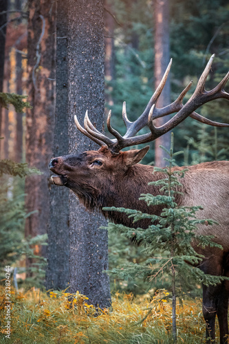 Dominant Elk bull during the rut season in Jasper National Park, Alberta, Canada