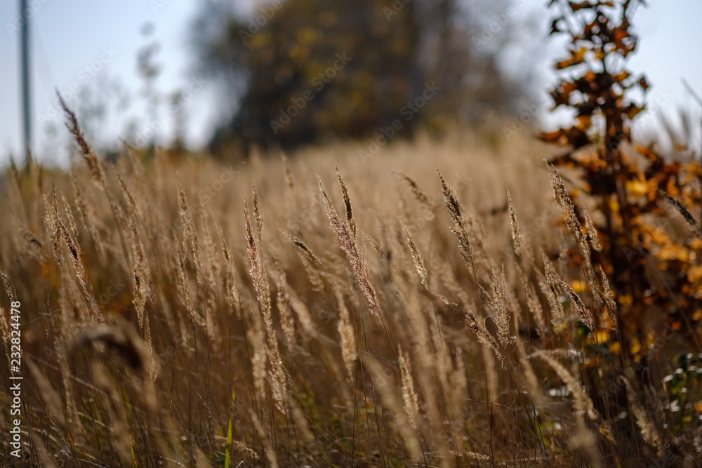 Fototapeta premium grass bents abstract nature texture with blur background
