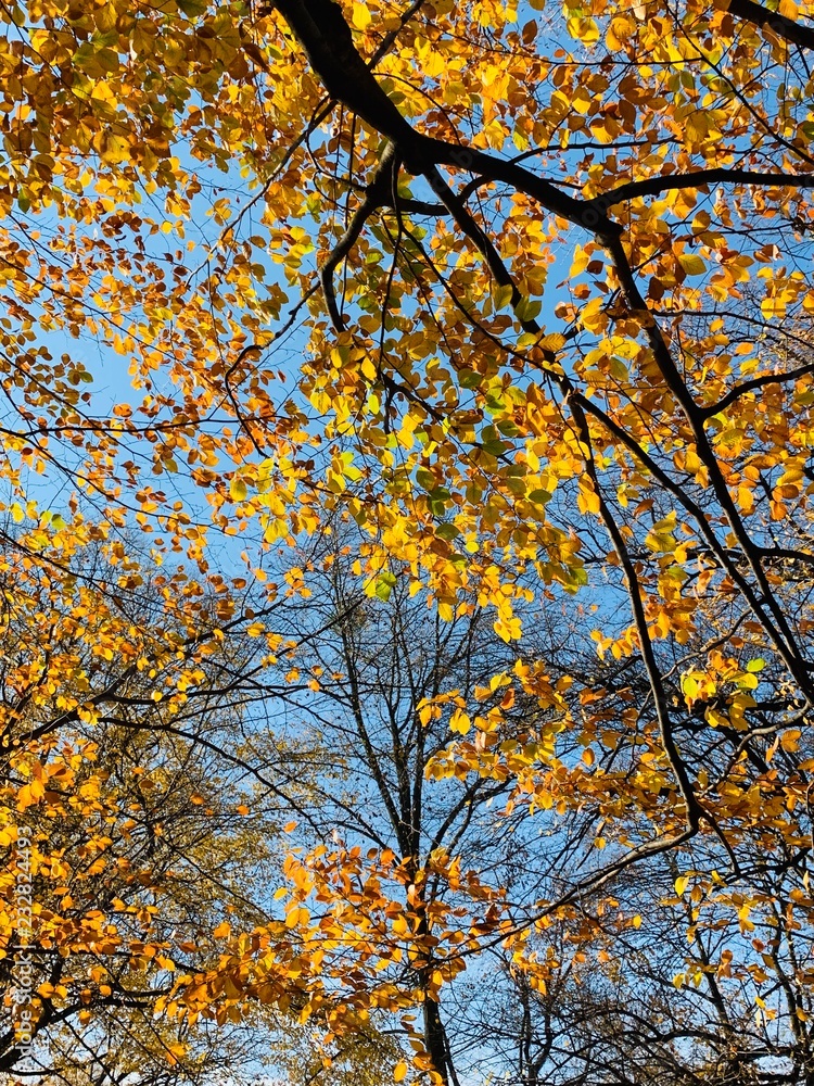 Beautiful lightning in trees in fall time Beautiful lightning in trees in fall time