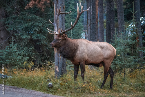 Dominant Elk bull during the rut season in Jasper National Park, Alberta, Canada