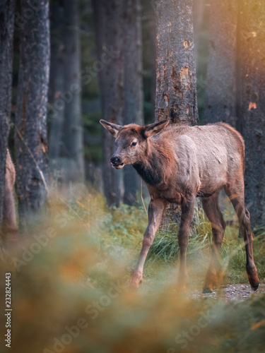 A female elk during the rut season in Jasper National Park, Alberta, Canada