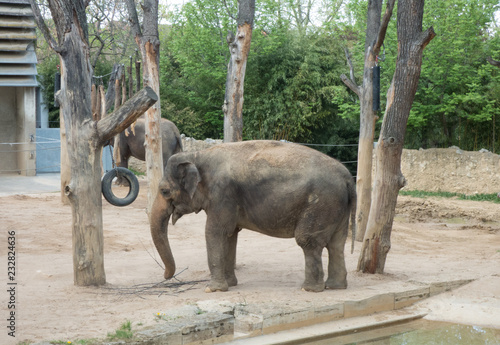 Elefant im Zoo spielt mit Stöcken im Hintergrund ein Reifen und Bäume