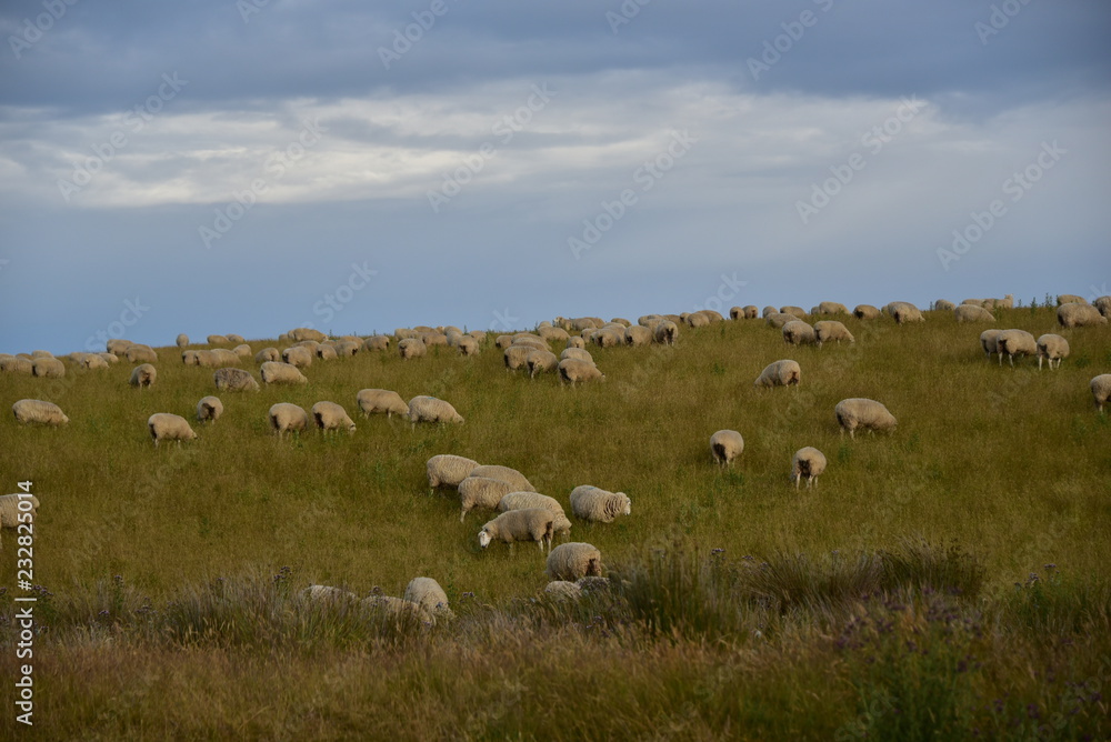 A Flock of Grazing Sheep on a Field in New Zeeland