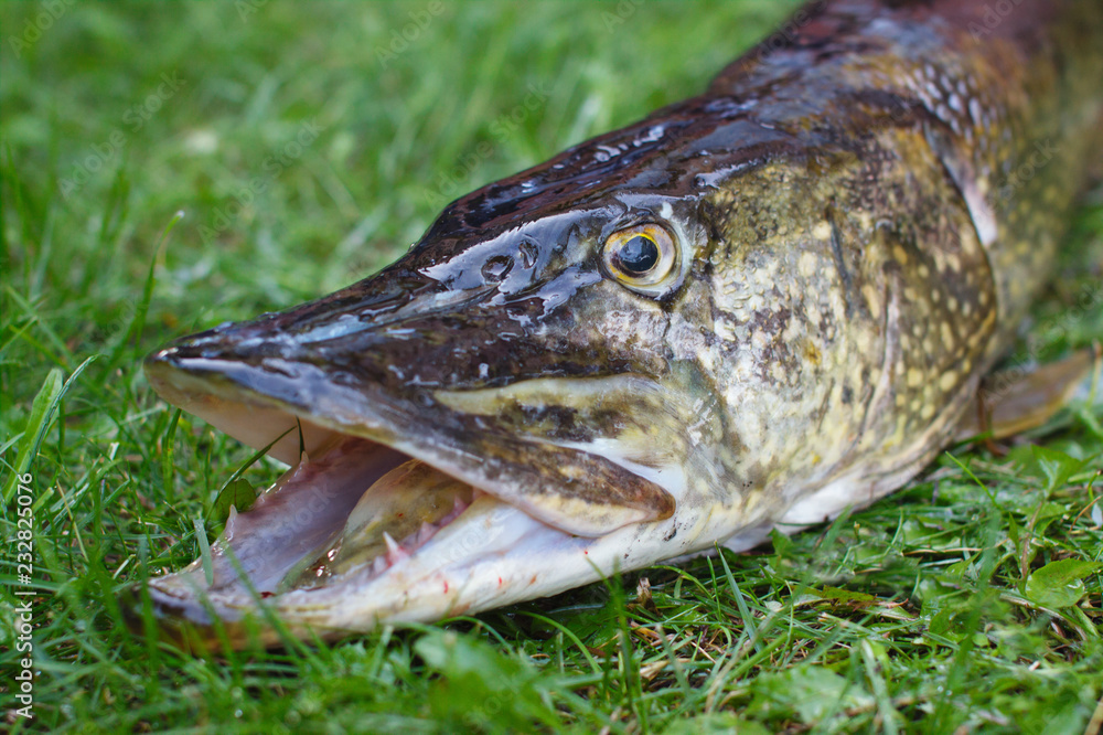 Caught big pike lying on the green grass closeup. Caught big pike lying on the green grass closeup.