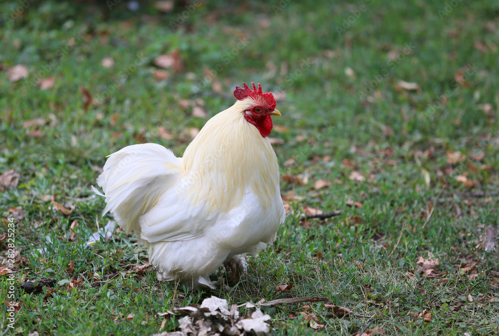 Ornamental hen in the countryside 