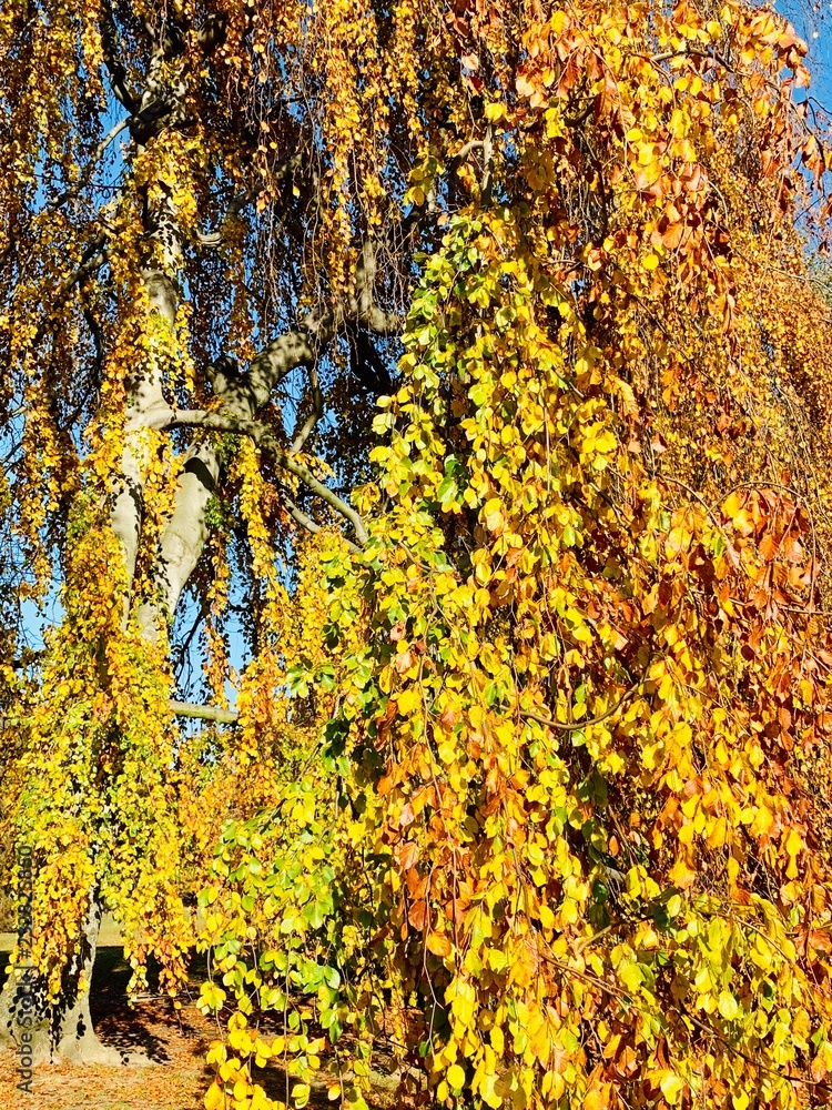 Beautiful lightning in trees in fall time Beautiful lightning in trees in fall time