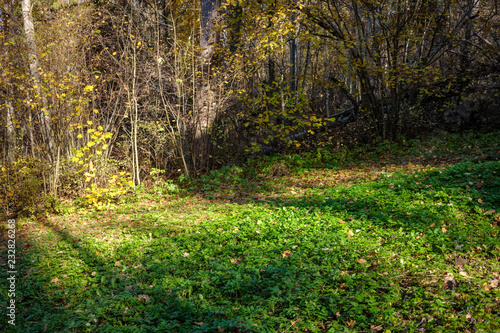 Fototapeta Naklejka Na Ścianę i Meble -  forest details in late autumn at countryside