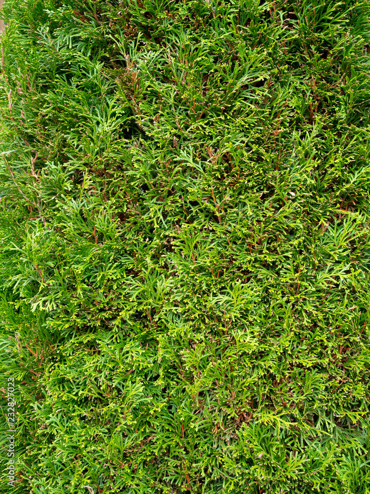 Fototapeta premium Background with pine leaf