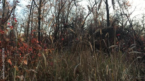 Dry grass and autumn trees in the forest