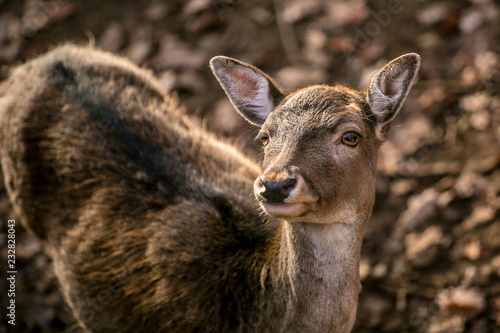 Portrait of cute brown female of european fallow deer with yellow eyes looking up, blurry background with dry leaves on ground, sunny autumn day in a game park