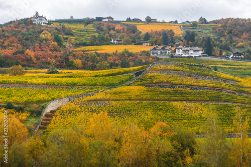 Picturesque autumnal view on a top of a hill with houses  colourful vineyards and vivid foliage on trees. Mountain scenery in Novacella  Varna  Bolzano in South Tyrol  Northern Italy.