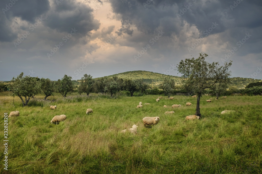 Sheep in Countryside