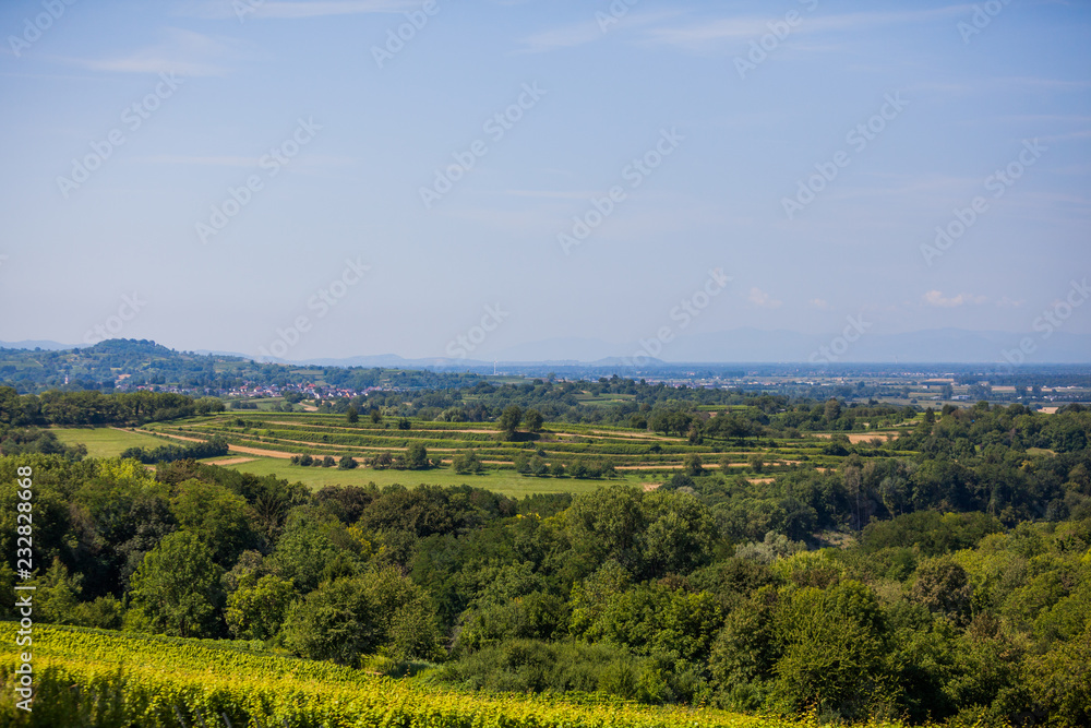 Obraz premium Lanscape view to vineyards in rural southern Germany at sunny day