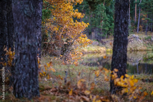 lonely trees with last colored leaves in branches shortly before winter