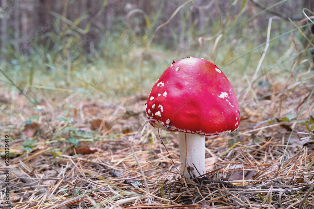 red mushroom fly agaric in natural conditions of growth