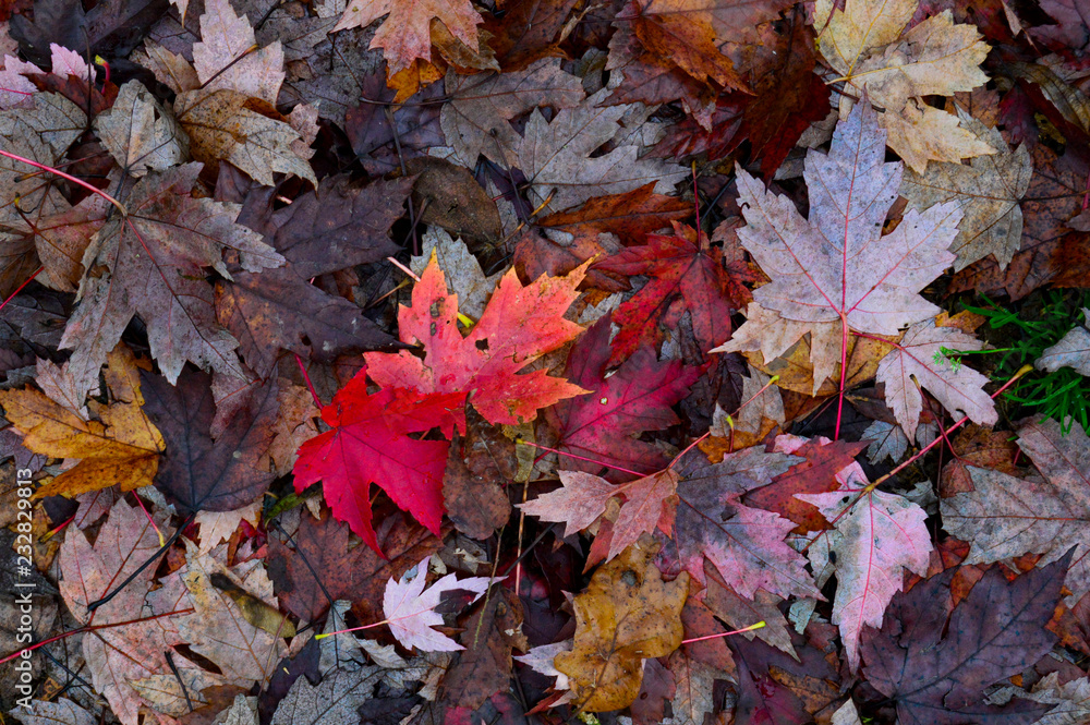 Fototapeta premium Autumn leaves