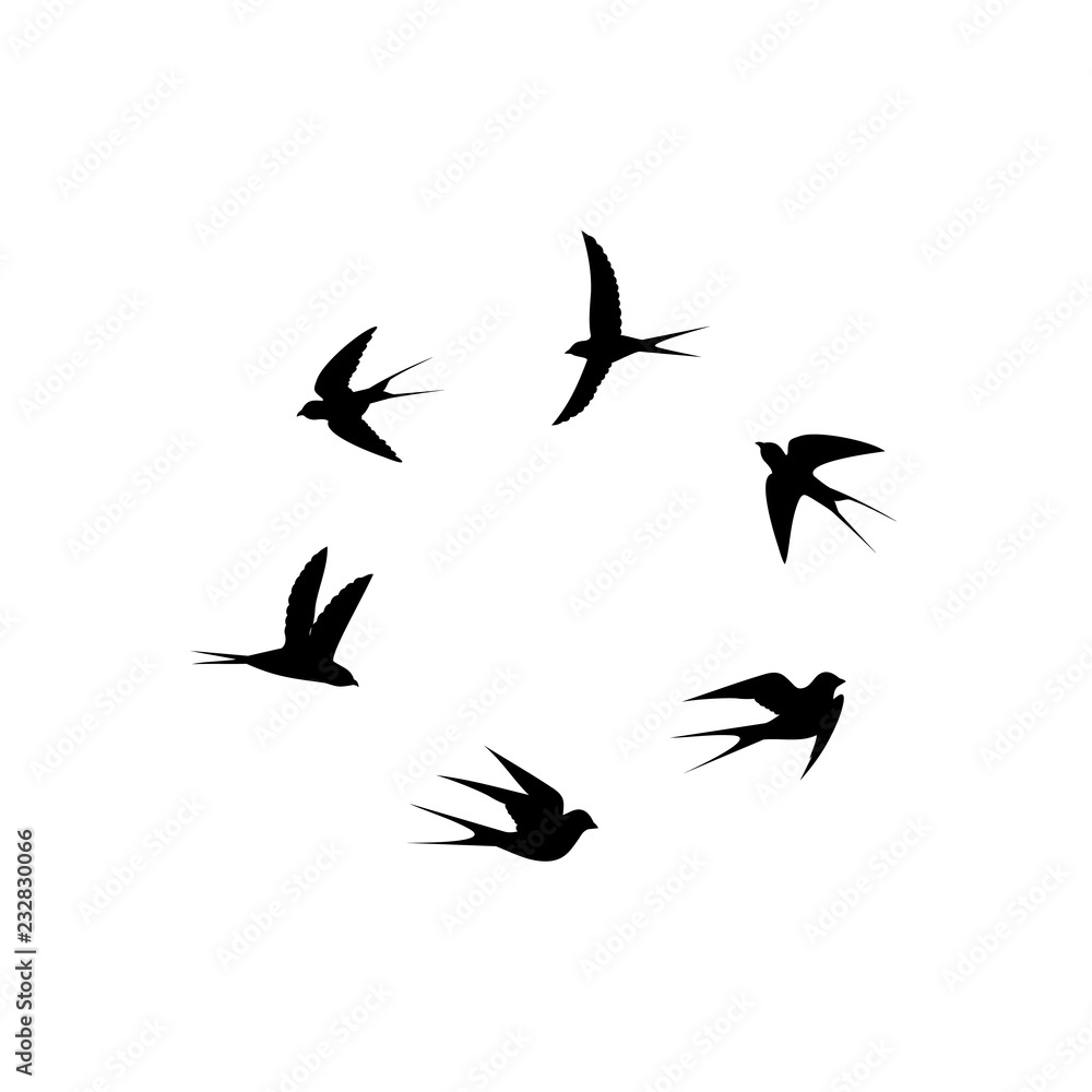 birds fly in flocks around birds fly in flocks around