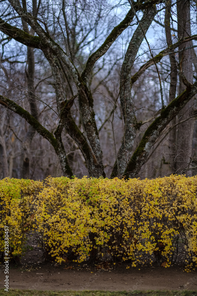 lonely trees with last colored leaves in branches shortly before winter lonely trees with last colored leaves in branches shortly before winter
