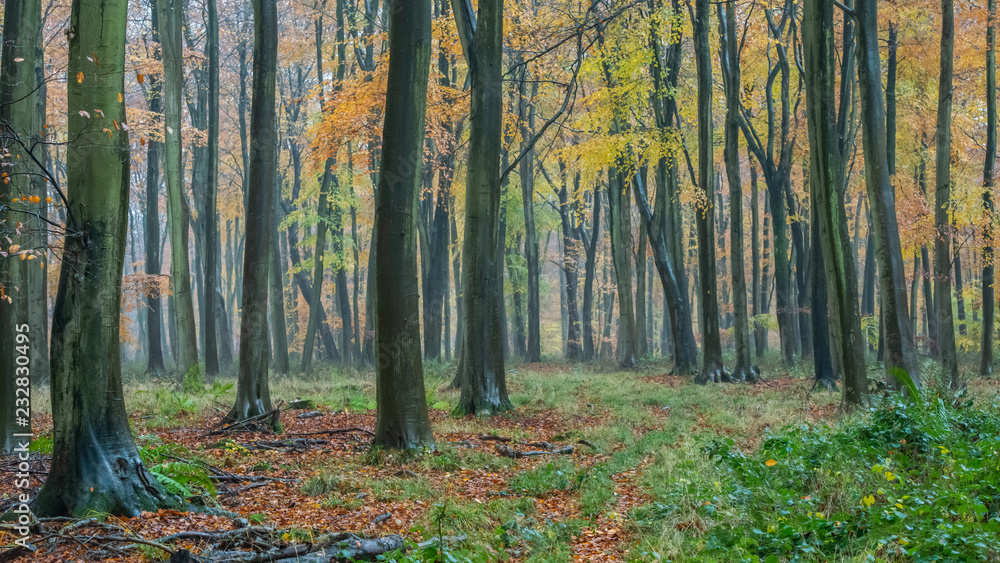 Obraz premium Autumn Blackwood forest background