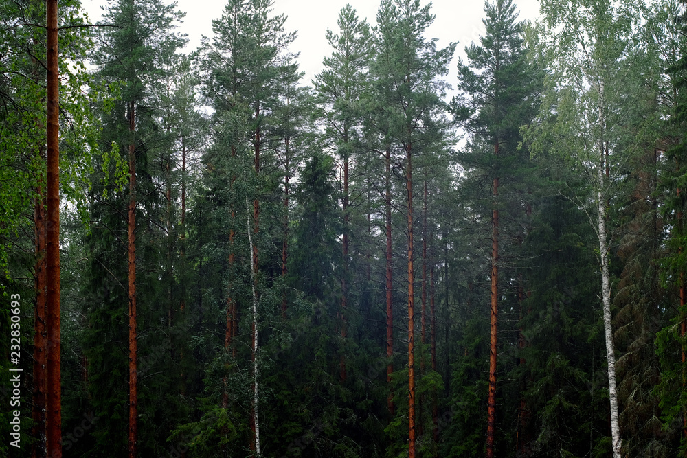 Obraz premium Dunkler Pinienwald mit mystischer Stimmung im Nebel