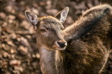 Portrait of cute brown female of european fallow deer with yellow eyes looking up, blurry background with dry leaves on ground, sunny autumn day in a game park