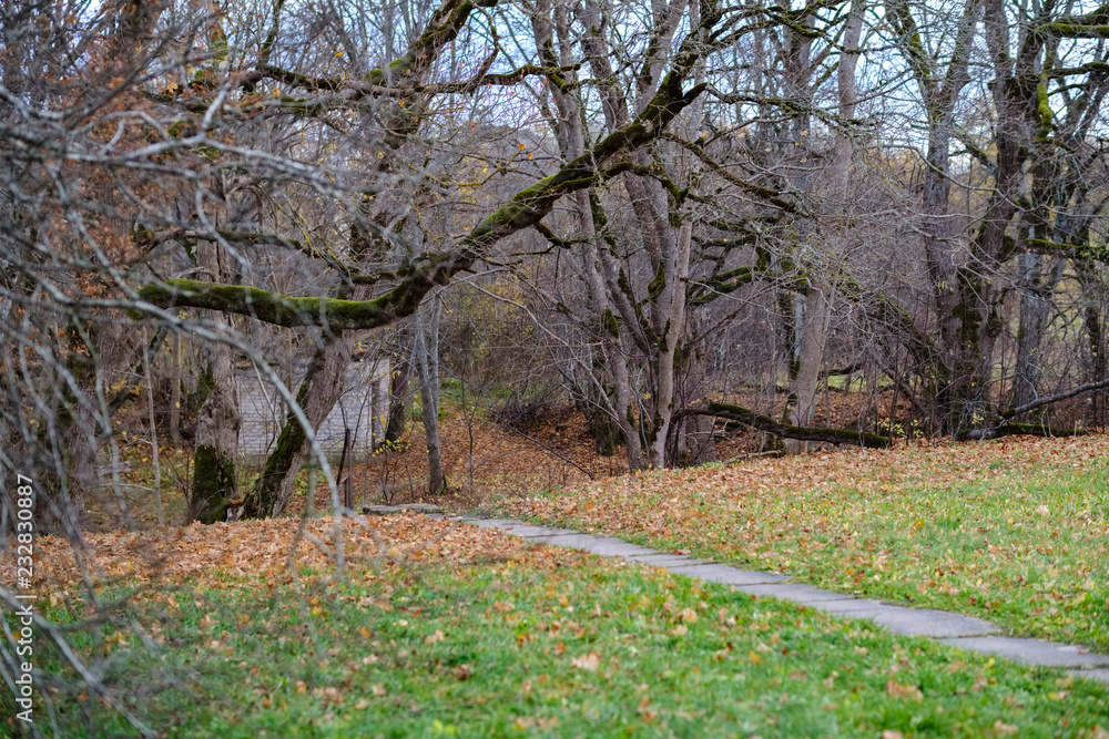 Naklejka premium lonely trees with last colored leaves in branches shortly before winter