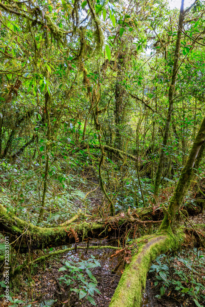 Ang Ka Luang nature trail and cloud forest at Doi inthanon, Chiang Mai, Thailand