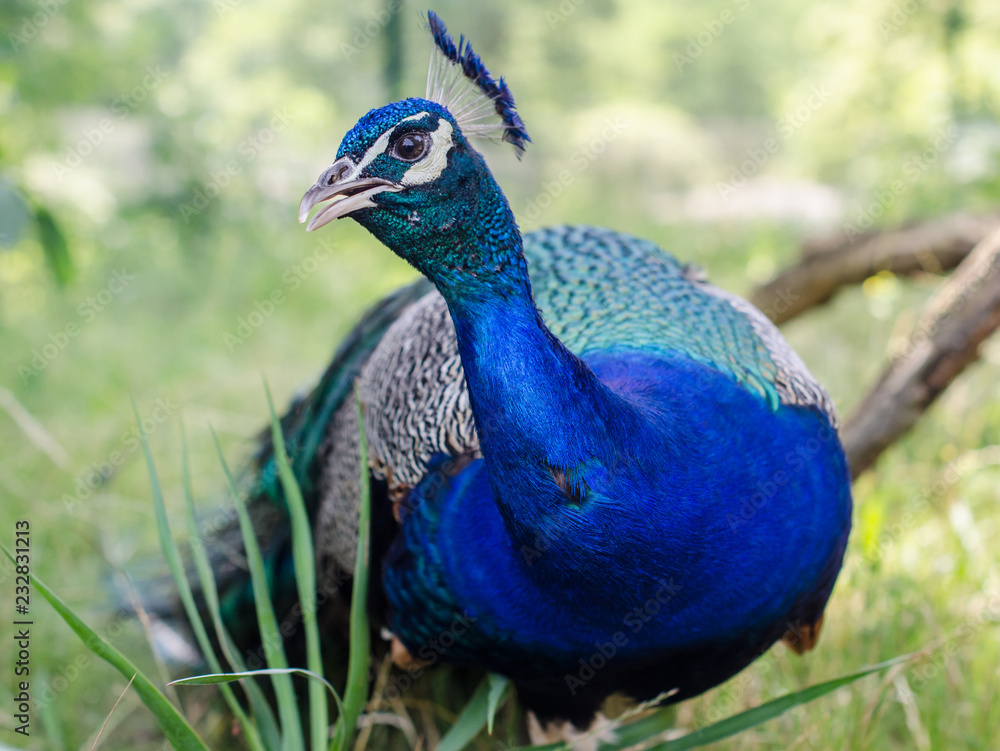 Fototapeta premium portrait of male peacock