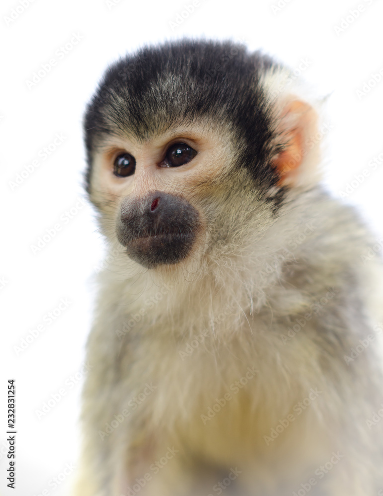 Obraz premium Portrait of squirrel monkey