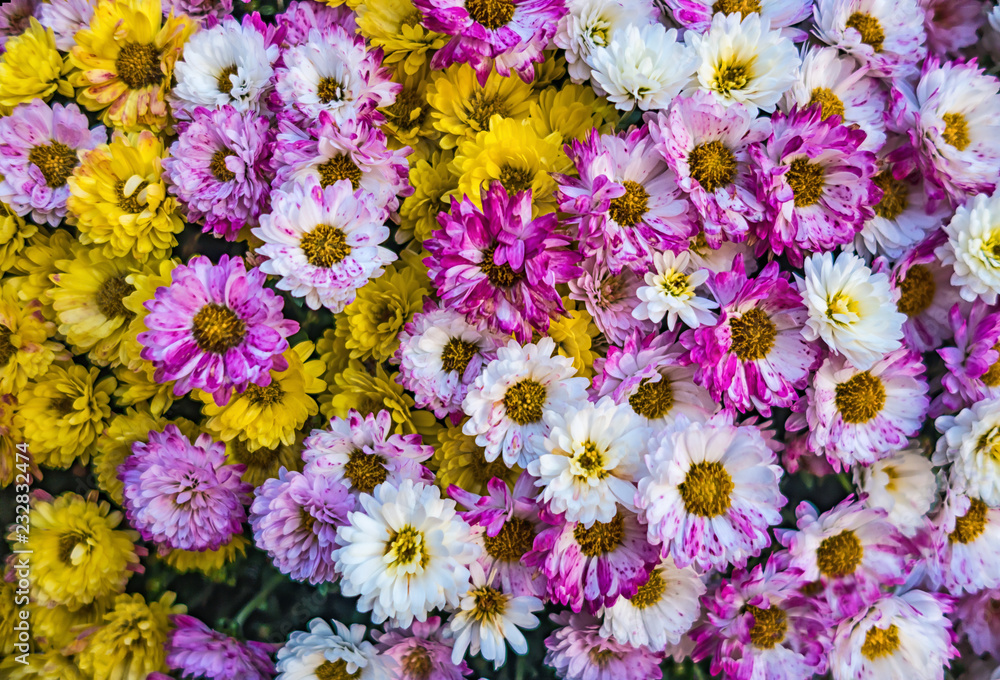 colorful flowers background colorful flowers background