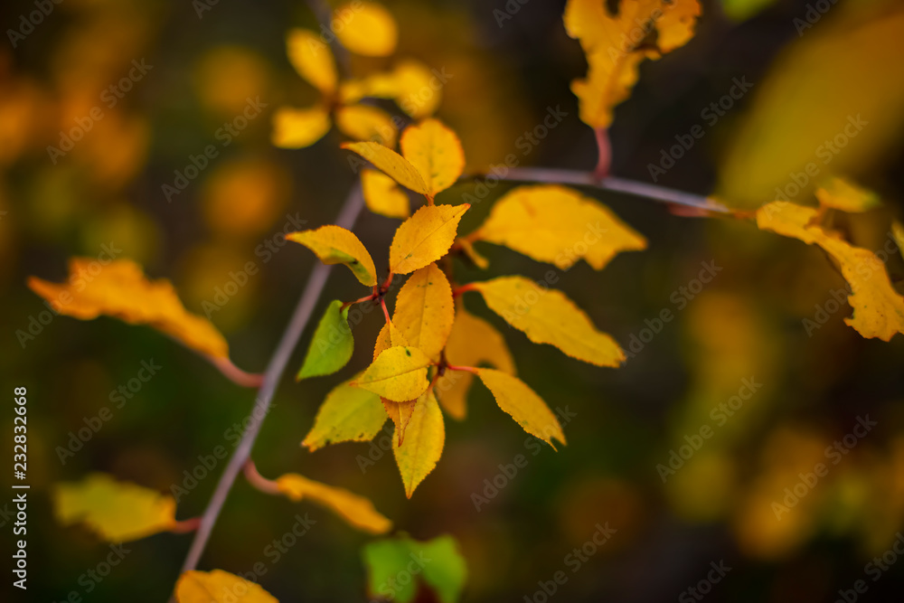 Obraz premium Branches with red leaves