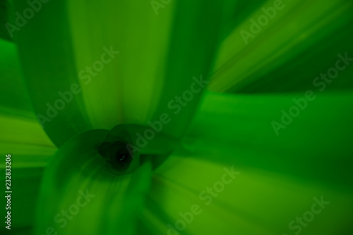 texture and background of green leaf closeup