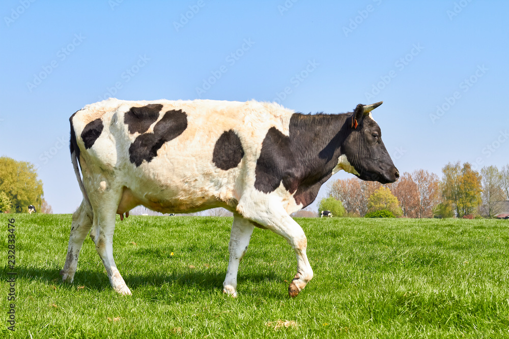 Cow in meadow