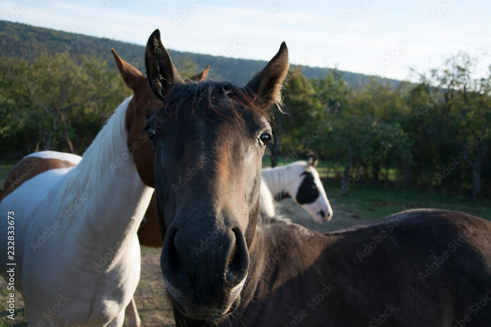 Obraz premium mixed horses in landscape