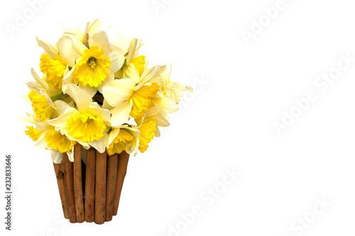 Fototapeta Naklejka Na Ścianę i Meble -  bouquet Yellow narcissus flowers in a wooden vase Isolated on white background and space for your text.