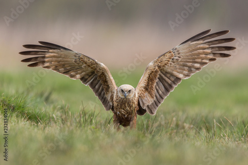 Birds of prey - Marsh Harrier (Circus aeruginosus), landing,