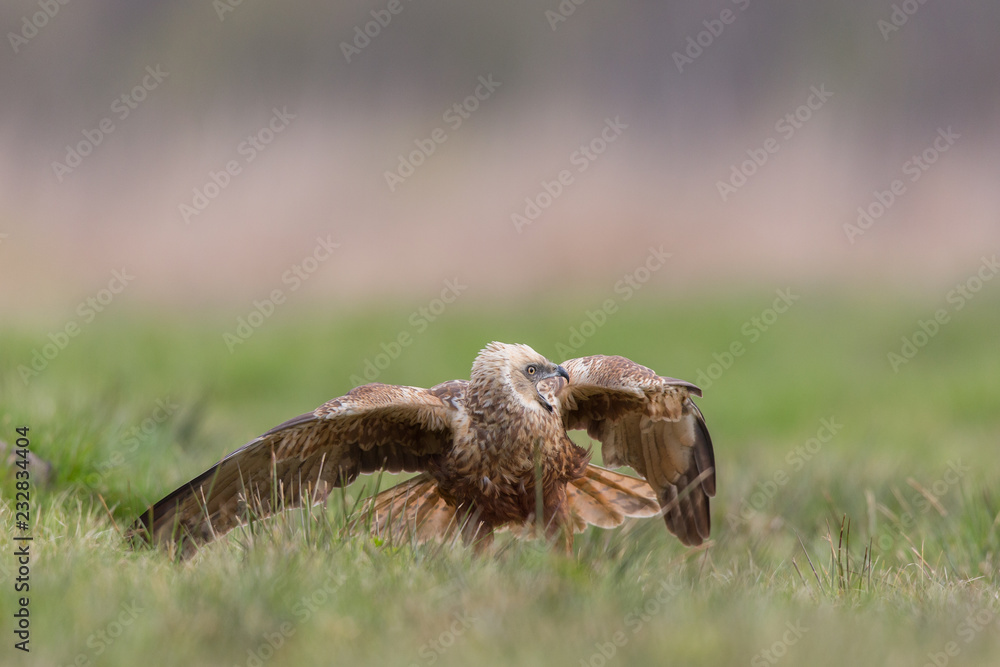 Obraz premium Birds of prey - Marsh Harrier (Circus aeruginosus), landing,